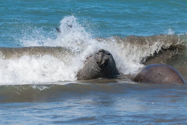 オスのゾウアザラシ 半島の谷 パタゴニア アルゼンチン — ストック写真