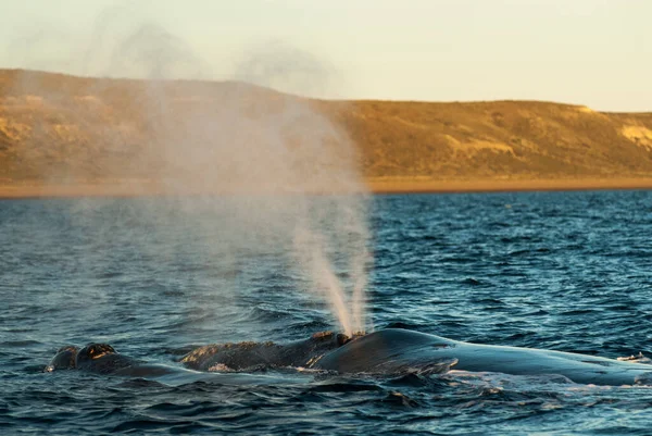 Baleine Noire Sohutern Respirant Peninsula Valdes Patagoni — Photo