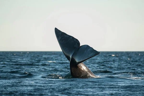 오른쪽 큰고래 바다표범 위기에 Patago — 스톡 사진