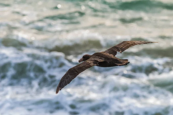 Petrel Gigante Voo Península Valdes Patagônia Argentina — Fotografia de Stock