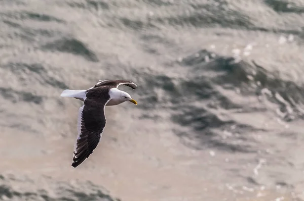 Чайка Летающая Над Морем — стоковое фото