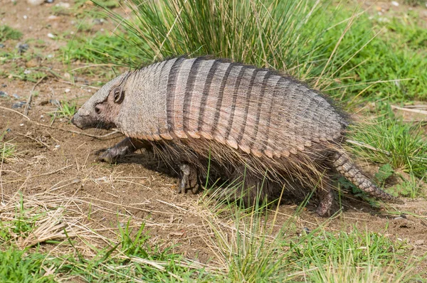 Włochaty Armadillo Środowisku Pustynnym Półwysep Valdes Patago — Zdjęcie stockowe