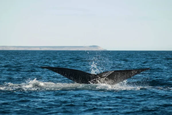 Sohutern Queue Baleine Noire Homard Espèces Voie Disparition Patago — Photo