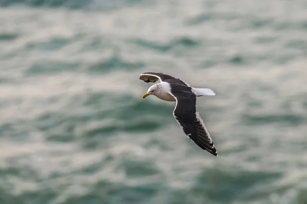 Kelp Gull Voando Acima Mar — Fotografia de Stock