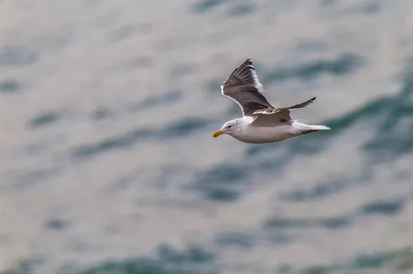 Kelp Gull Flying Sea — Stock Photo, Image