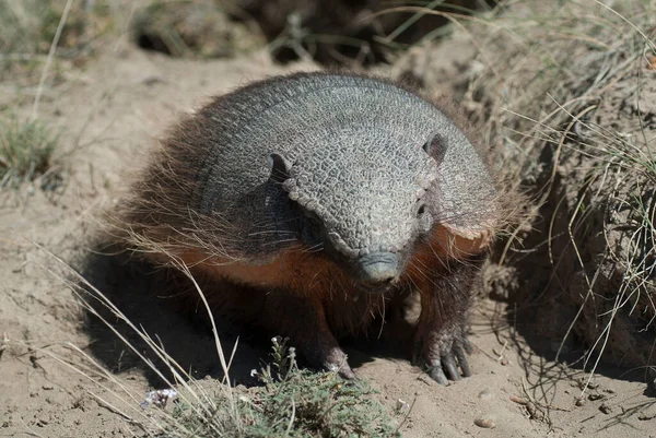 Peloso Armadillo Ambiente Desertico Penisola Valdes Patago — Foto Stock