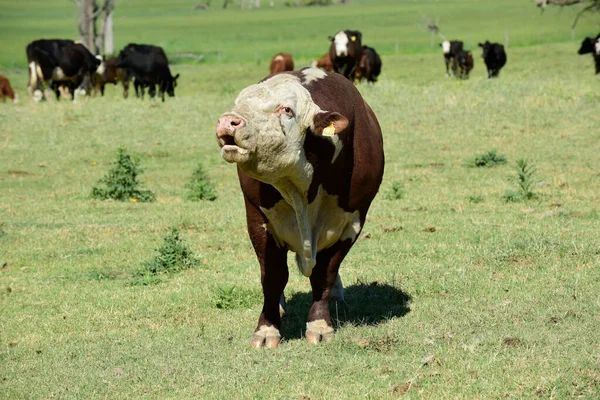 Toros Criados Con Hierba Natural Producción Carne Argentina —  Fotos de Stock