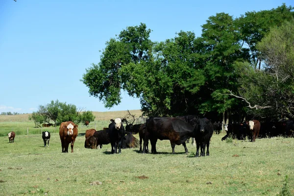 Gado Campo Argentino Província Pampa Argentina — Fotografia de Stock