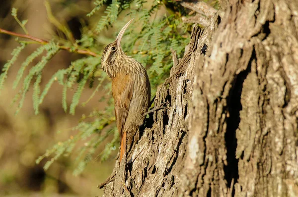 Dar gagalı Oduncu, Lepidocolaptes angustirostris, La Pamp