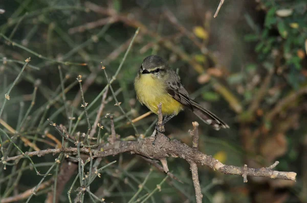 Tyran Grand Wagtail Forêt Chaco Argentine — Photo