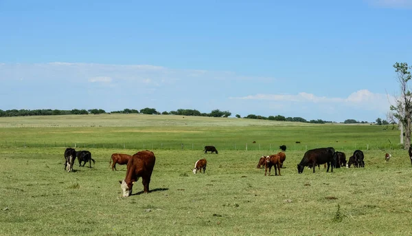 Bovini Nella Campagna Argentina Provincia Pampa Argentina — Foto Stock