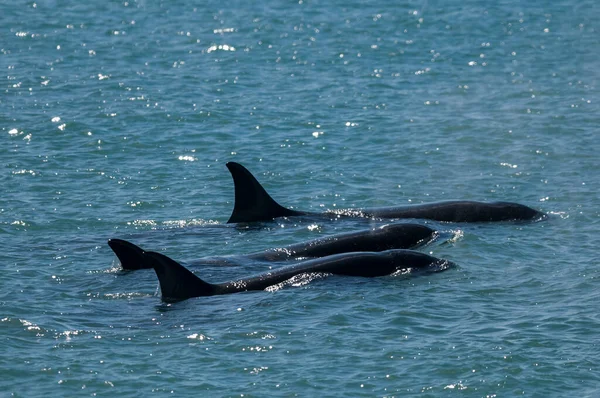 Killer Walvis Familie Jagen Zeeleeuwen Schiereiland Valdes Patagon — Stockfoto