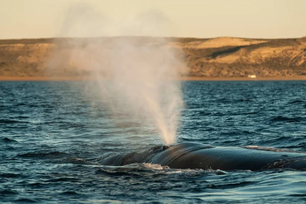 Baleine Noire Sohutern Respirant Peninsula Valdes Patagoni — Photo