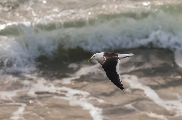 Garganta Kelp Que Vuela Sobre Mar — Foto de Stock