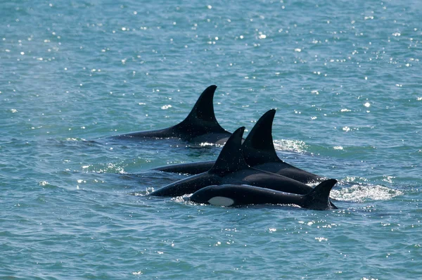 Killer whale family hunting sea lions, Peninsula valdes, Patagon