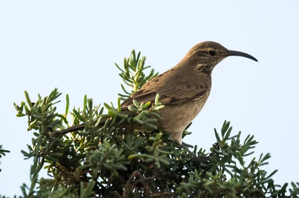 Scale Throated Earthcreeper Παταγονία Αργεντινή — Φωτογραφία Αρχείου