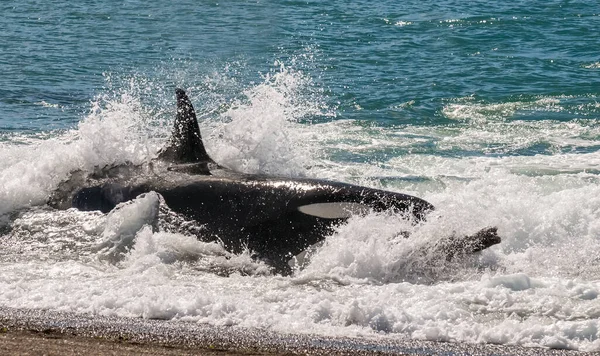 Abandonamiento Ballenas Asesinas Válvulas Península Patagonia Argentina —  Fotos de Stock