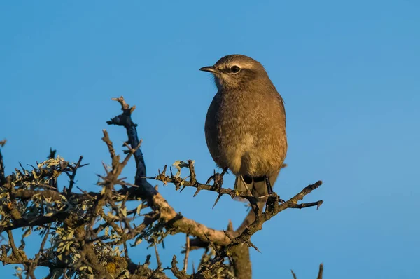 Patagonya Alaycı Kuşu Yarımada Valdes Patagonya Arjantin — Stok fotoğraf