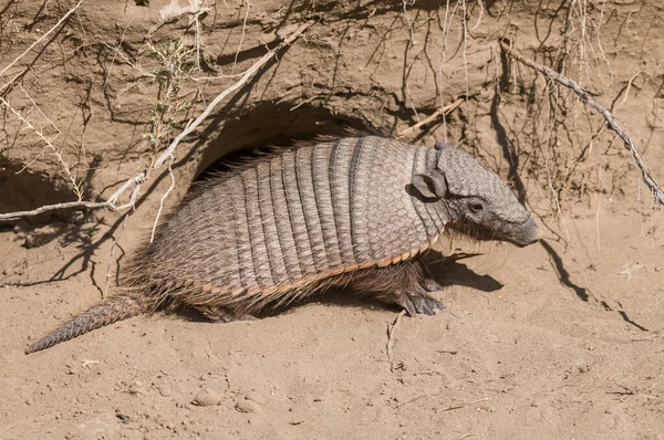 Owłosione Chaetophractus Villosus Patagonia Argentina — Zdjęcie stockowe