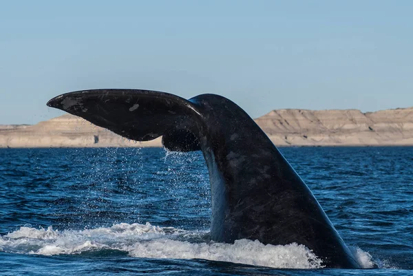 Cola Ballena Franca Sohutern Lobtailing Especies Peligro Extinción Patago — Foto de Stock