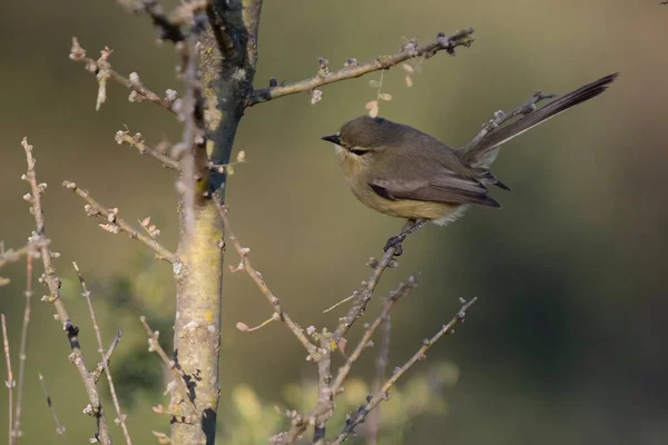 Bachstelzen Tyrann Caldenwald Pampa Argentinien — Stockfoto