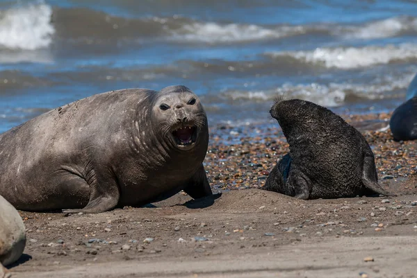 Tätning Och Avkomma Honelefanter Valdes Halvön Patagonien Argen — Stockfoto