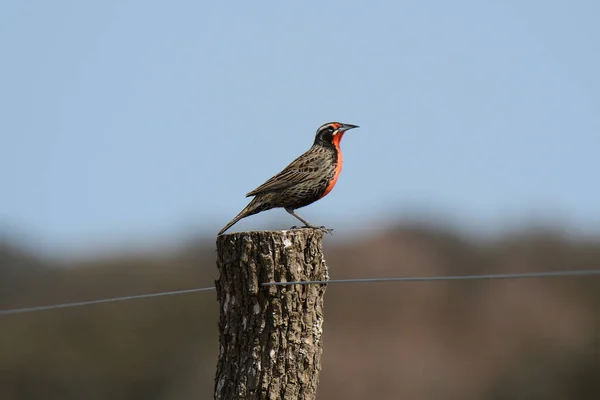 Langschwanzmeadowlark Pampa Argentinien — Stockfoto