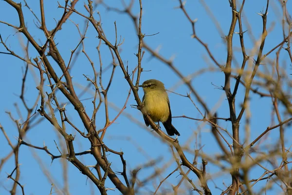 Μεγαλύτερος Τύραννος Wagtail Δάσος Calden Pampa Αργεντινή — Φωτογραφία Αρχείου