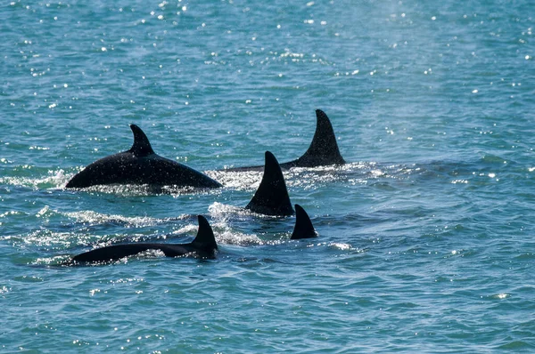 Famille Épaulards Chasse Otarie Valdes Péninsule Patagon — Photo