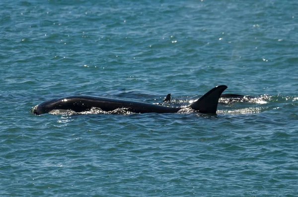 Killer Walvis Familie Jagen Zeeleeuwen Schiereiland Valdes Patagon — Stockfoto