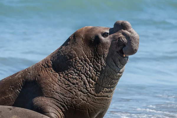 Elefantsäl Hankön Valdes Patagonien Argentina — Stockfoto