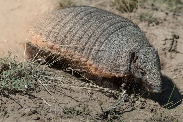 Τριχωτός Armadillo Περιβάλλον Ερήμου Χερσόνησος Valdes Patago — Φωτογραφία Αρχείου