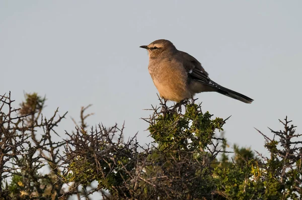 Patagônia Mockingbird Península Valdes Patagônia Argentina — Fotografia de Stock