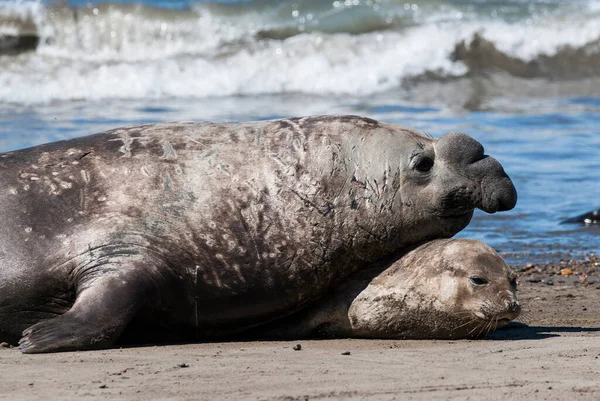 Elephant Seal Couple Mating Peninsula Valdes Patagonia Argent — Stock Photo, Image