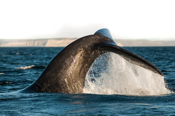 Sohutern Right Whale Lobtailing Endangered Species Patagonia — Stock Photo, Image