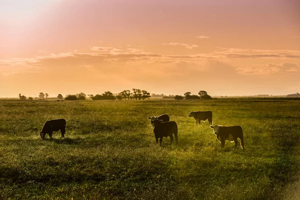 Sapi Pedesaan Argentina Provinsi Pampa Argentina — Stok Foto