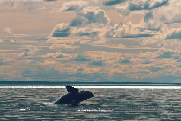 Sohutern Right Whale Jumping Endangered Species Patagonia Arge — Stock Photo, Image