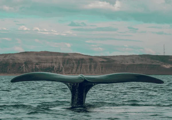 Sohutern Right Whale Lobtailing Endangered Species Patagonia — Stock Photo, Image