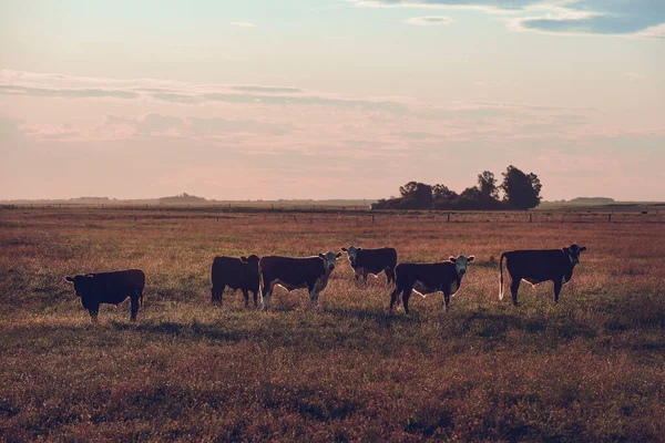 Rinder Auf Dem Land Argentinien Provinz Pampa Argentinien — Stockfoto