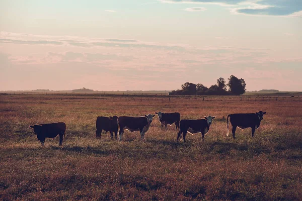 Bovini Nella Campagna Argentina Provincia Pampa Argentina — Foto Stock