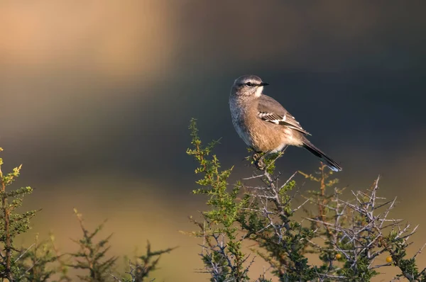 Mockingbird Peninsula Valdes Patagonia Argentina — стокове фото