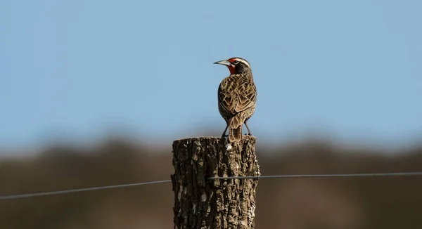 Dlouhoocasý Meadowlark Pampa Argentina — Stock fotografie