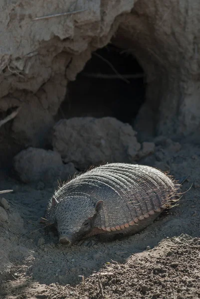 Peludo Armadillo Ambiente Deserto Península Valdes Patago — Fotografia de Stock