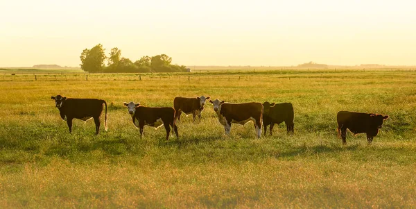 Bovino Campo Argentino Provincia Pampa Argentina — Foto de Stock