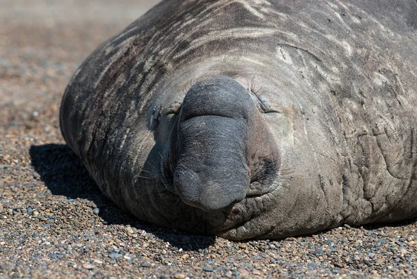 Männliche Elefantenrobbe Halbinsel Valdes Patagonien Argentinien — Stockfoto