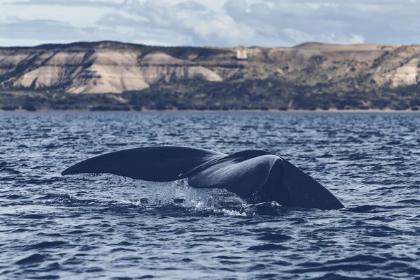 Baleine Noire Queue Noire Espèces Voie Disparition Patagonie — Photo