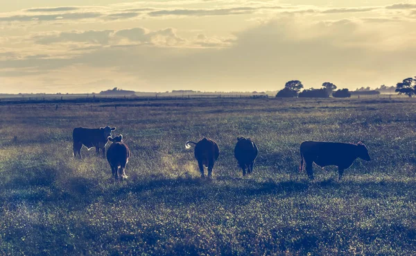 Bovini Nella Campagna Argentina Provincia Pampa Argentina — Foto Stock