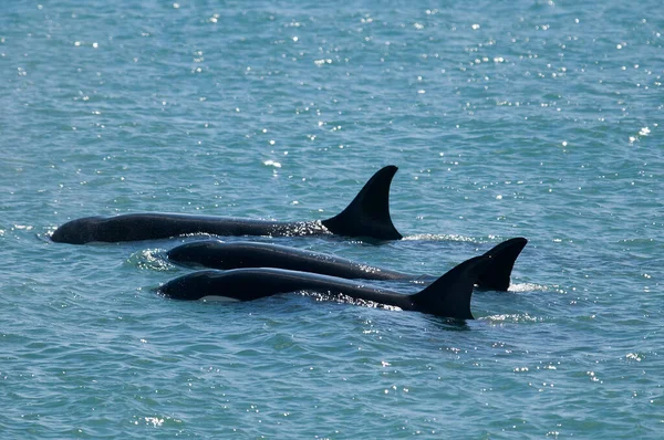 Família Orca Patrulhando Costa Península Valdes Patagônia — Fotografia de Stock