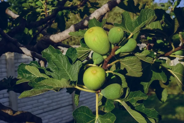 Figos Planta Prontos Para Colheita Pampa Argentina — Fotografia de Stock