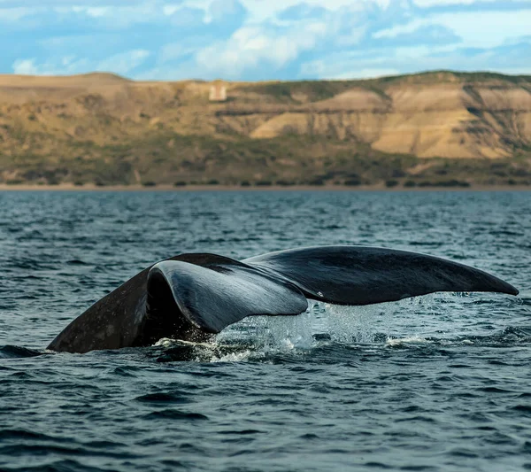 Queue Lob Baleine Noire Espèces Voie Disparition Patagonie — Photo